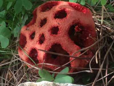 Un fungo alieno in giardino